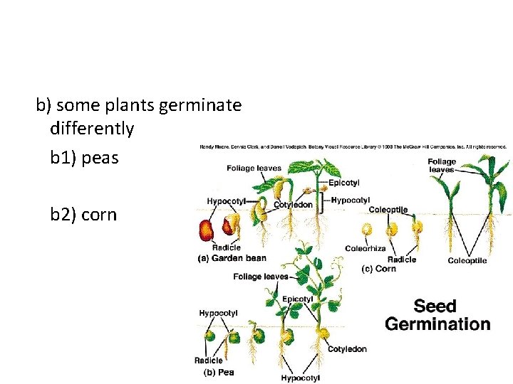 b) some plants germinate differently b 1) peas b 2) corn 
