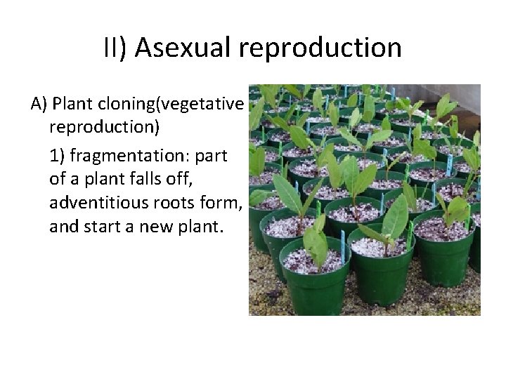 II) Asexual reproduction A) Plant cloning(vegetative reproduction) 1) fragmentation: part of a plant falls