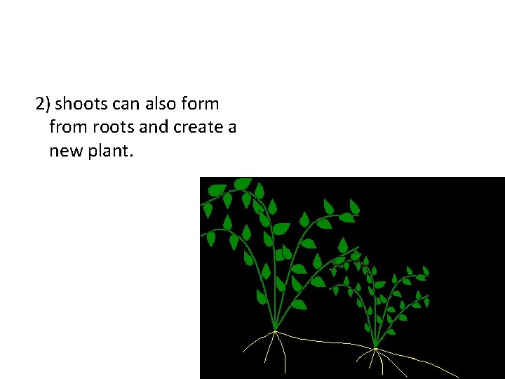 2) shoots can also form from roots and create a new plant. 