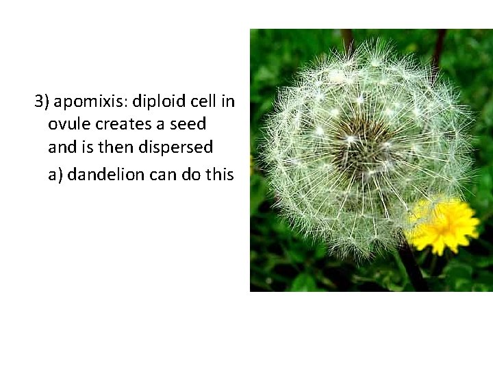 3) apomixis: diploid cell in ovule creates a seed and is then dispersed a)