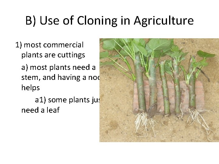 B) Use of Cloning in Agriculture 1) most commercial plants are cuttings a) most