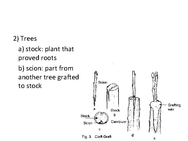 2) Trees a) stock: plant that proved roots b) scion: part from another tree