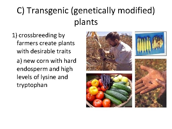 C) Transgenic (genetically modified) plants 1) crossbreeding by farmers create plants with desirable traits