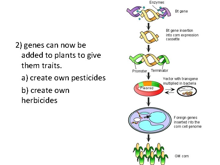 2) genes can now be added to plants to give them traits. a) create