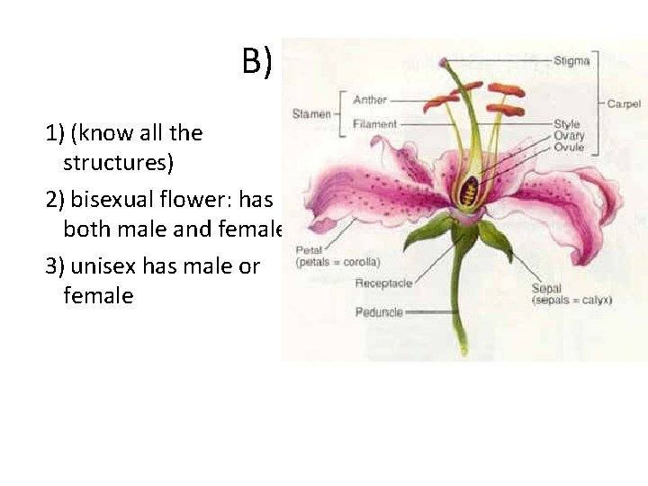B) Flowers 1) (know all the structures) 2) bisexual flower: has both male and