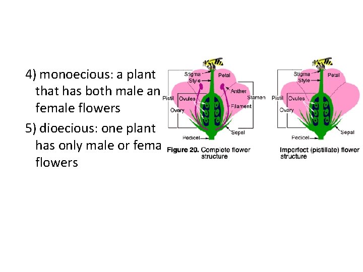 4) monoecious: a plant that has both male and female flowers 5) dioecious: one