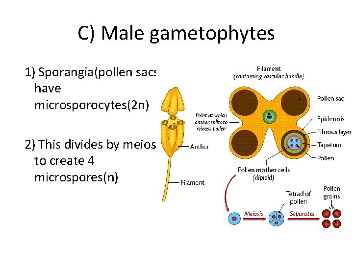 C) Male gametophytes 1) Sporangia(pollen sacs) have microsporocytes(2 n) 2) This divides by meiosis