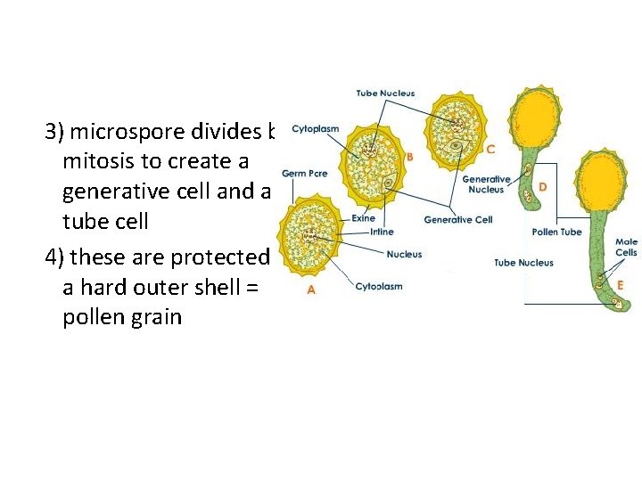 3) microspore divides by mitosis to create a generative cell and a tube cell