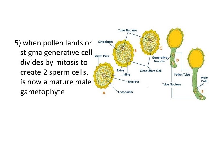 5) when pollen lands on stigma generative cell divides by mitosis to create 2