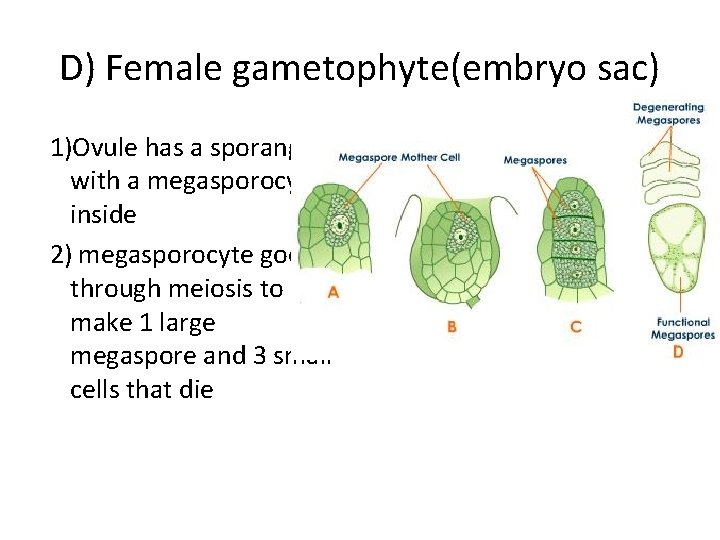 D) Female gametophyte(embryo sac) 1)Ovule has a sporangium with a megasporocyte inside 2) megasporocyte