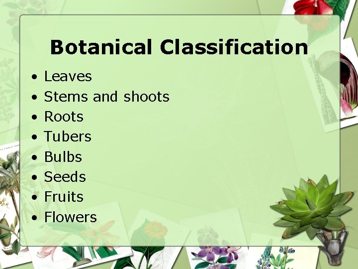 Botanical Classification • • Leaves Stems and shoots Roots Tubers Bulbs Seeds Fruits Flowers