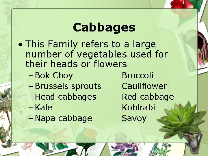 Cabbages • This Family refers to a large number of vegetables used for their