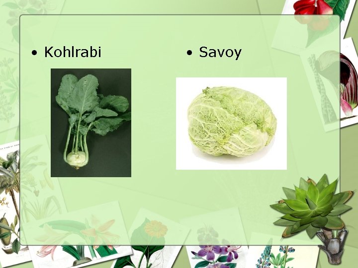  • Kohlrabi • Savoy 