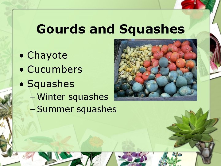 Gourds and Squashes • Chayote • Cucumbers • Squashes – Winter squashes – Summer