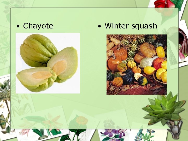  • Chayote • Winter squash 