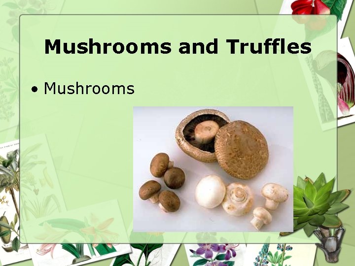 Mushrooms and Truffles • Mushrooms 