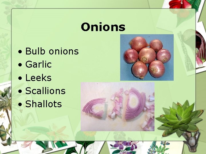 Onions • Bulb onions • Garlic • Leeks • Scallions • Shallots 