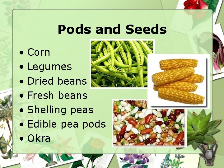 Pods and Seeds • Corn • Legumes • Dried beans • Fresh beans •