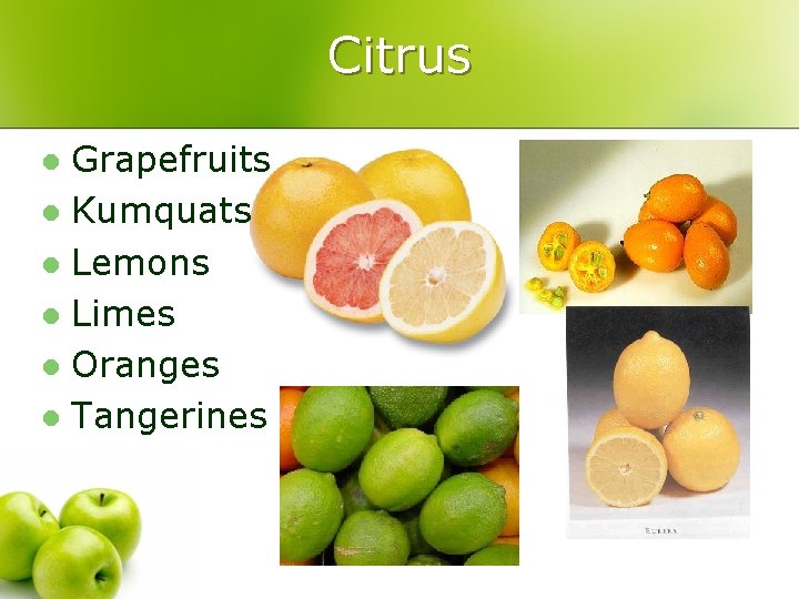 Citrus Grapefruits l Kumquats l Lemons l Limes l Oranges l Tangerines l 