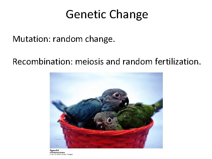 Genetic Change Mutation: random change. Recombination: meiosis and random fertilization. 