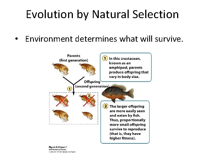 Evolution by Natural Selection • Environment determines what will survive. 