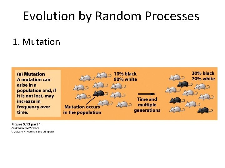 Evolution by Random Processes 1. Mutation 