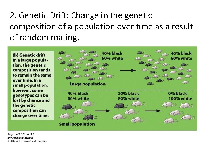 2. Genetic Drift: Change in the genetic composition of a population over time as