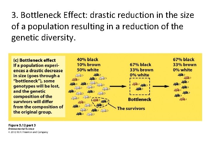 3. Bottleneck Effect: drastic reduction in the size of a population resulting in a