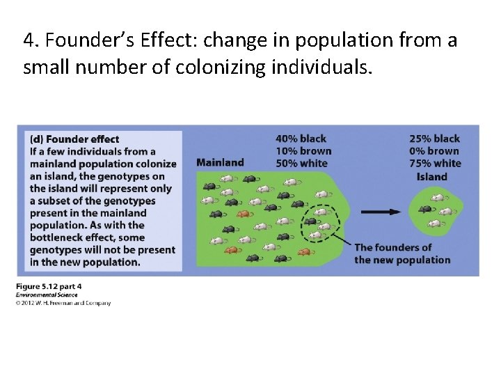 4. Founder’s Effect: change in population from a small number of colonizing individuals. 