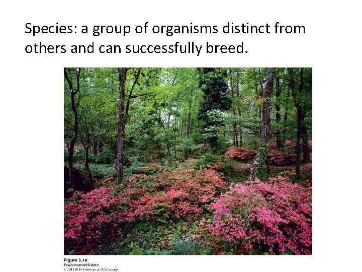Species: a group of organisms distinct from others and can successfully breed. 