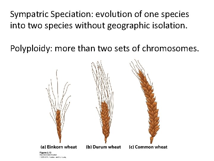 Sympatric Speciation: evolution of one species into two species without geographic isolation. Polyploidy: more