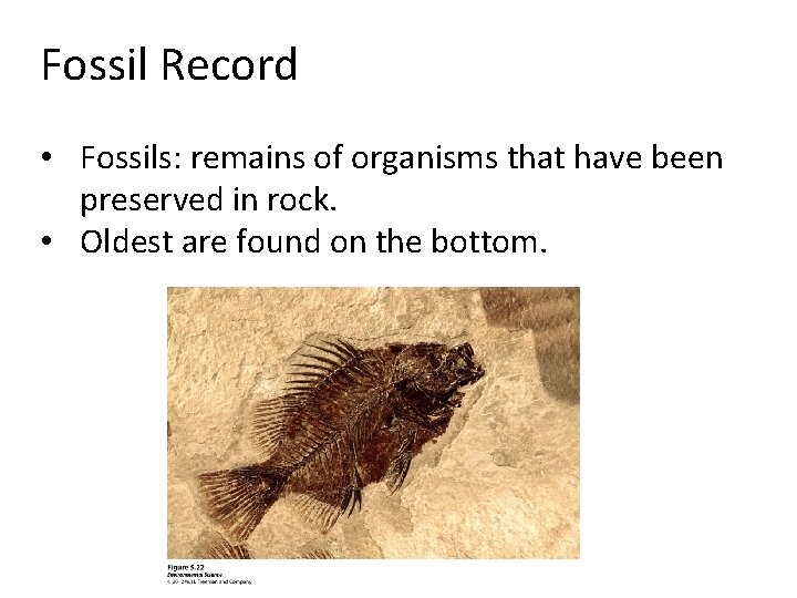 Fossil Record • Fossils: remains of organisms that have been preserved in rock. •