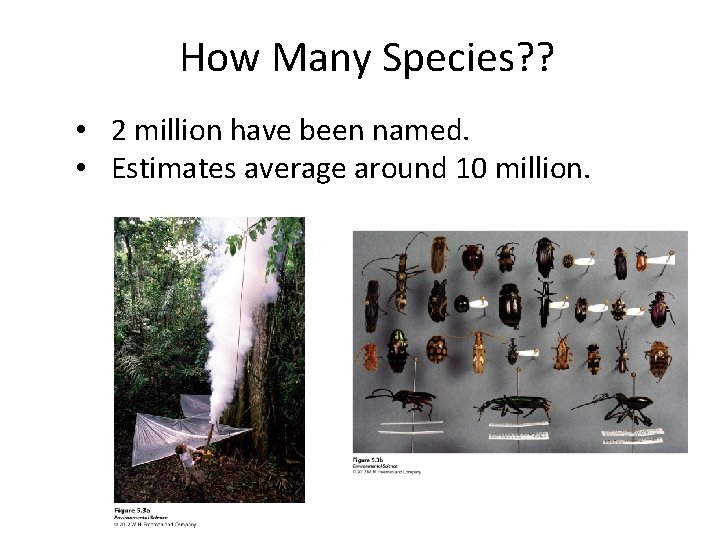 How Many Species? ? • 2 million have been named. • Estimates average around