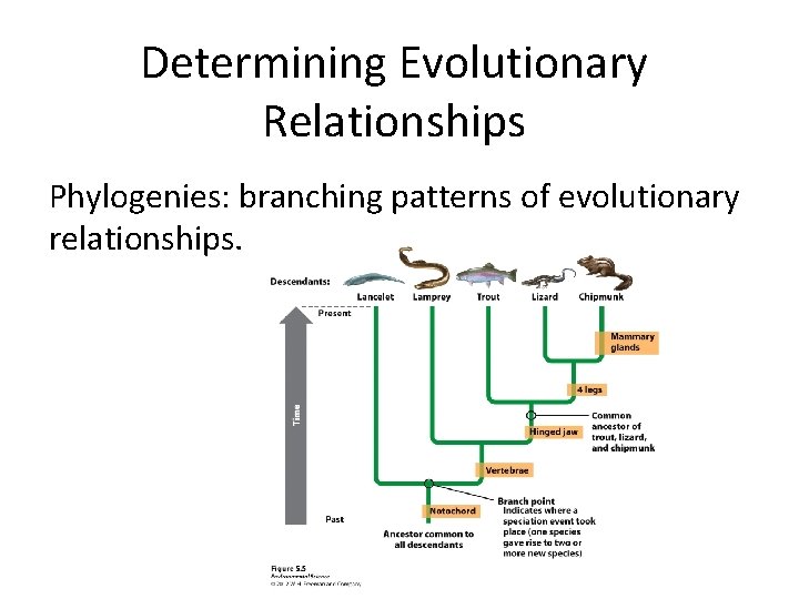 Determining Evolutionary Relationships Phylogenies: branching patterns of evolutionary relationships. 