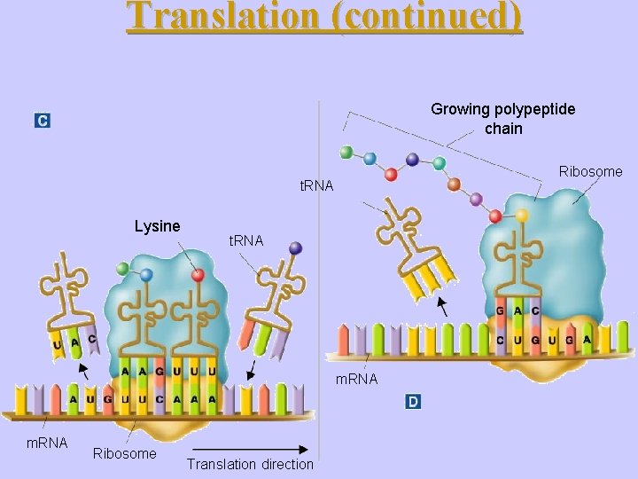 Translation (continued) Growing polypeptide chain Ribosome t. RNA Lysine t. RNA m. RNA Ribosome