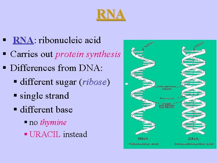 RNA § RNA: ribonucleic acid § Carries out protein synthesis § Differences from DNA: