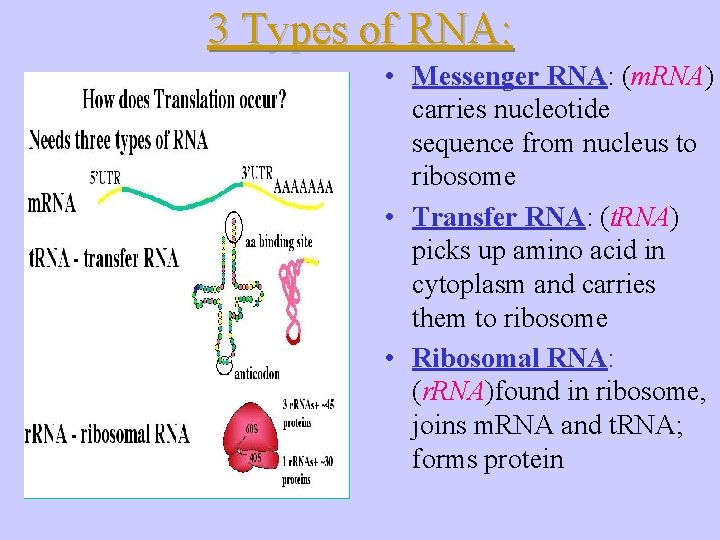 3 Types of RNA: • Messenger RNA: (m. RNA) carries nucleotide sequence from nucleus