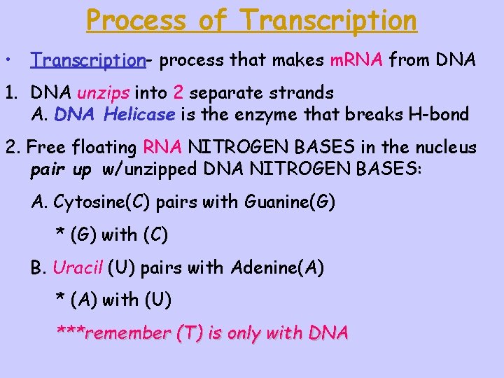 Process of Transcription • Transcription- process that makes m. RNA from DNA 1. DNA