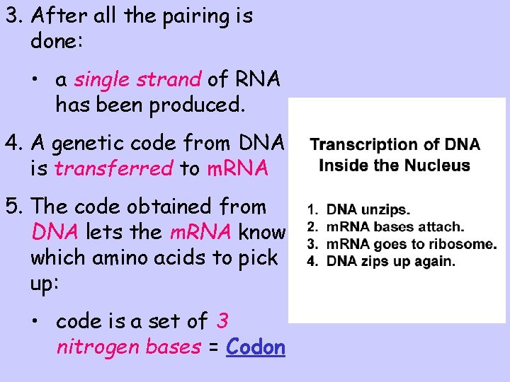 3. After all the pairing is done: • a single strand of RNA has