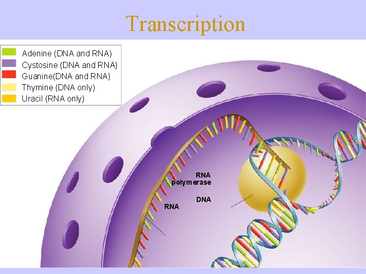 Transcription Adenine (DNA and RNA) Cystosine (DNA and RNA) Guanine(DNA and RNA) Thymine (DNA