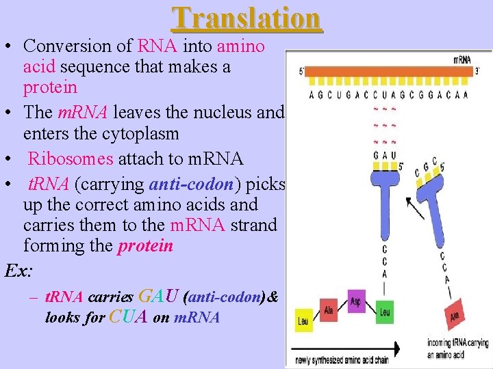 Translation • Conversion of RNA into amino acid sequence that makes a protein •