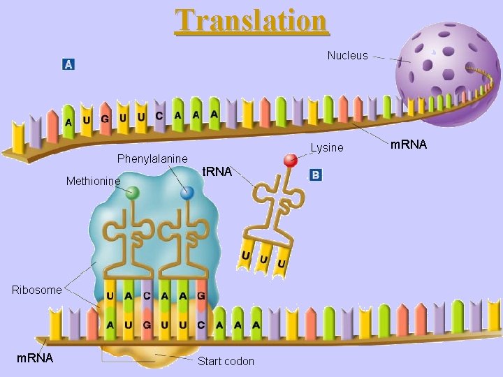 Translation Nucleus Lysine Phenylalanine Methionine t. RNA Ribosome m. RNA Start codon m. RNA