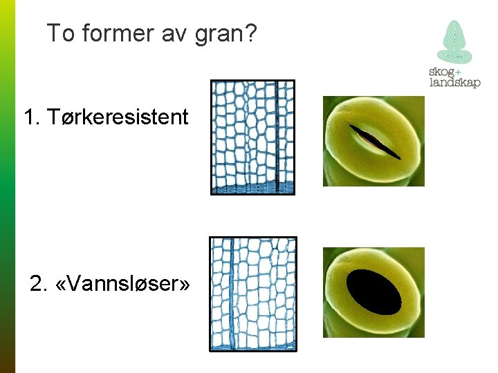 To former av gran? 1. Tørkeresistent 2. «Vannsløser» 