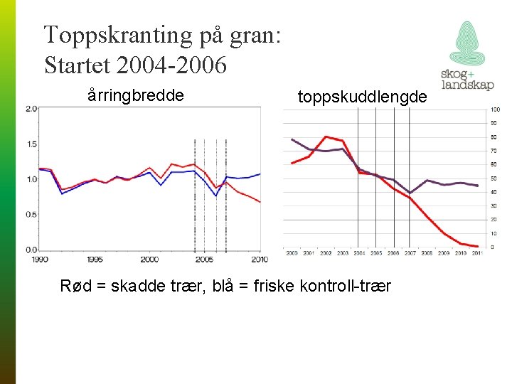 Toppskranting på gran: Startet 2004 -2006 årringbredde toppskuddlengde Rød = skadde trær, blå =