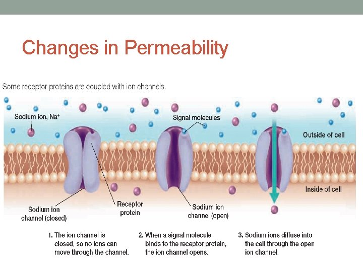 Changes in Permeability 