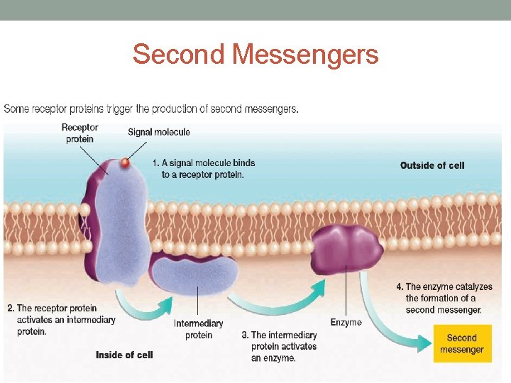 Second Messengers 