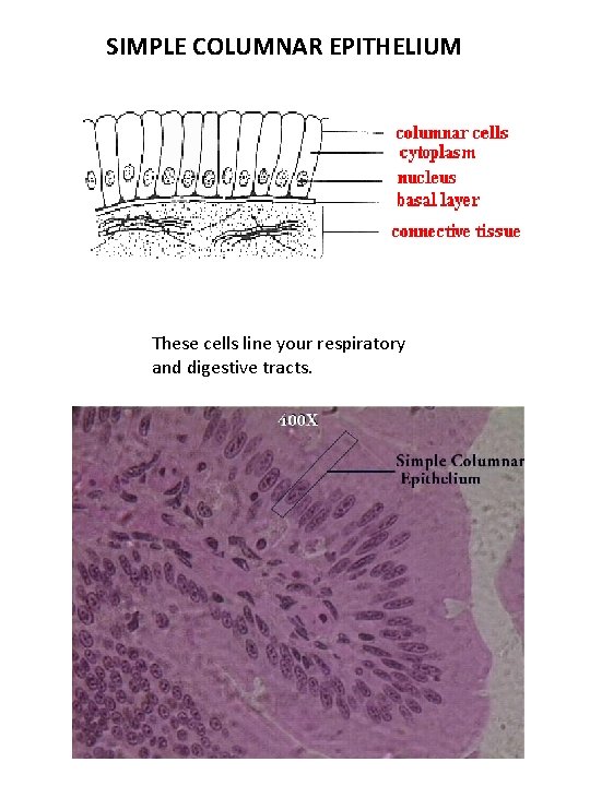 SIMPLE COLUMNAR EPITHELIUM These cells line your respiratory and digestive tracts. 