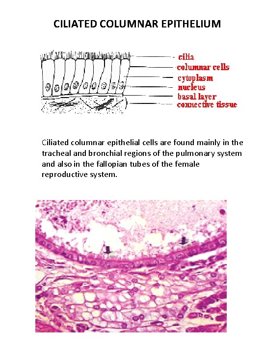 CILIATED COLUMNAR EPITHELIUM Ciliated columnar epithelial cells are found mainly in the tracheal and