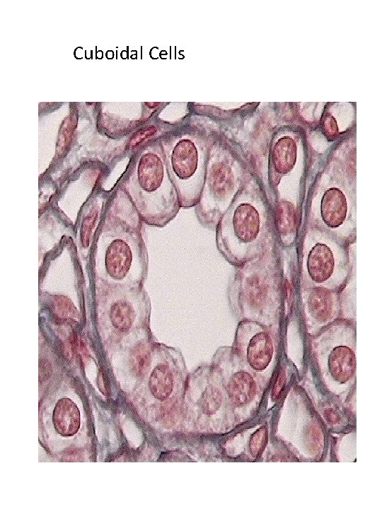 Cuboidal Cells Cuboidal Cells