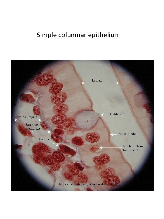 Simple columnar epithelium 